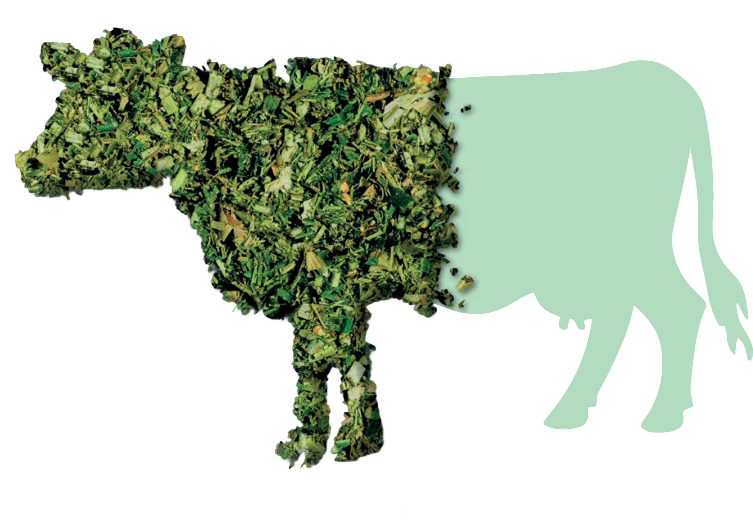 Kuh Silage Imagebild